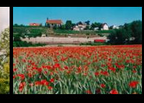 Tulpenfeld mit der Kirche auf dem Hügel